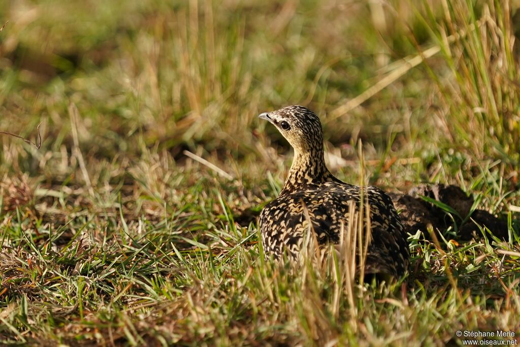 Yellow-throated Sandgrouse