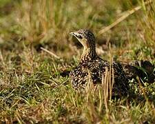 Yellow-throated Sandgrouse