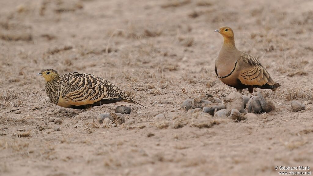 Chestnut-bellied Sandgrouseadult