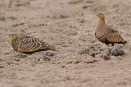 Chestnut-bellied Sandgrouse