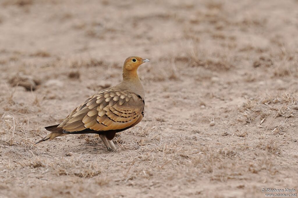 Chestnut-bellied Sandgrouseadult