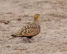 Chestnut-bellied Sandgrouse