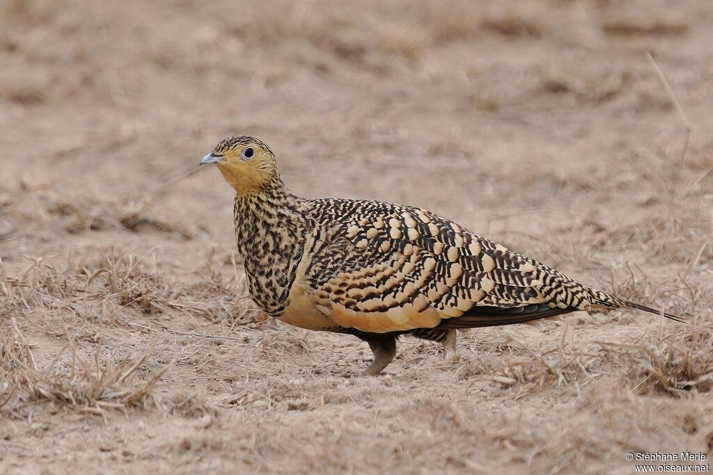 Chestnut-bellied Sandgrouse female adult