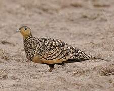 Chestnut-bellied Sandgrouse