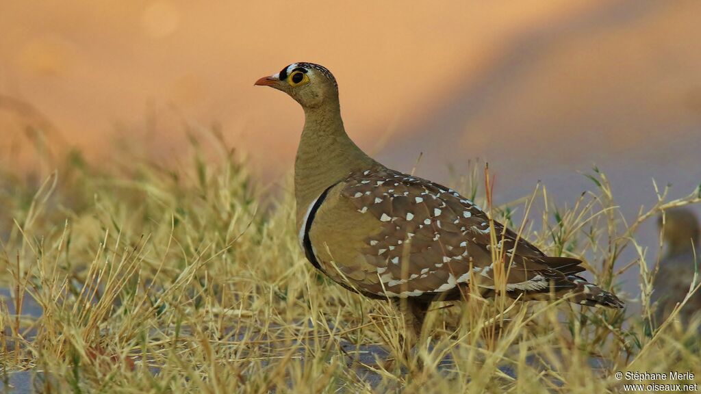 Double-banded Sandgrouse