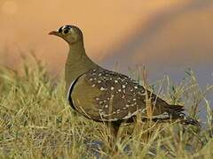 Double-banded Sandgrouse