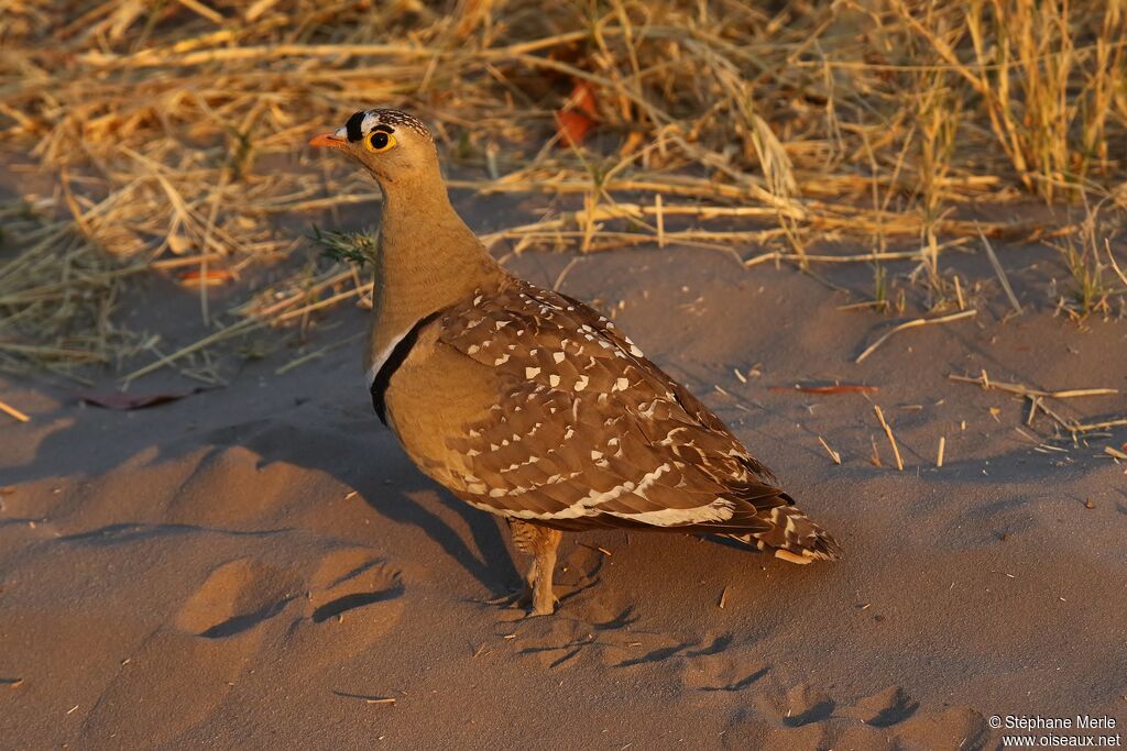 Double-banded Sandgrouse