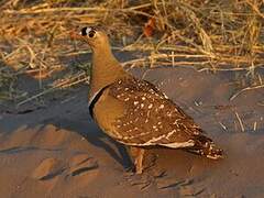 Double-banded Sandgrouse