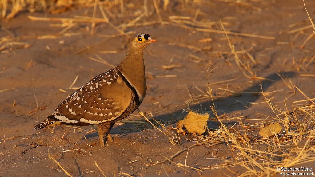 Double-banded Sandgrouse