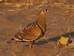 Double-banded Sandgrouse