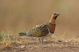 Pin-tailed Sandgrouse