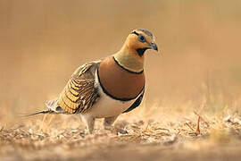 Pin-tailed Sandgrouse
