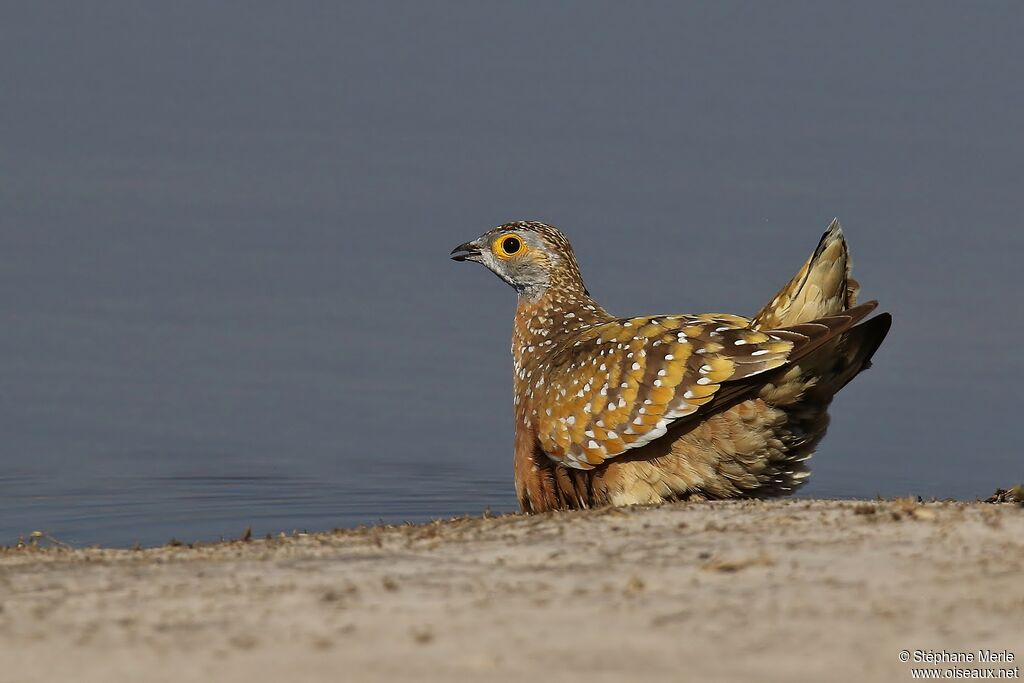 Burchell's Sandgrouseadult