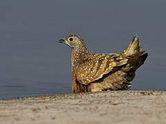 Burchell's Sandgrouse