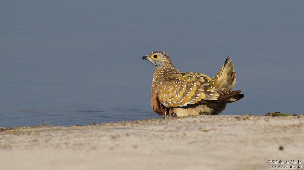 Burchell's Sandgrouse male adult