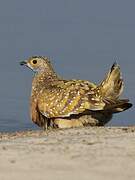 Burchell's Sandgrouse