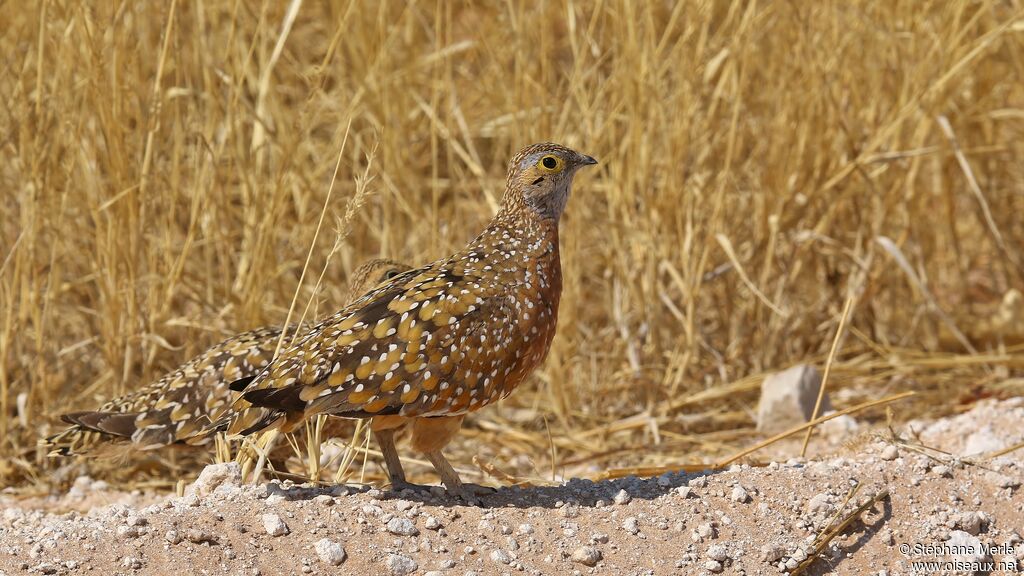 Burchell's Sandgrouse