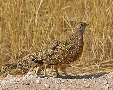 Burchell's Sandgrouse