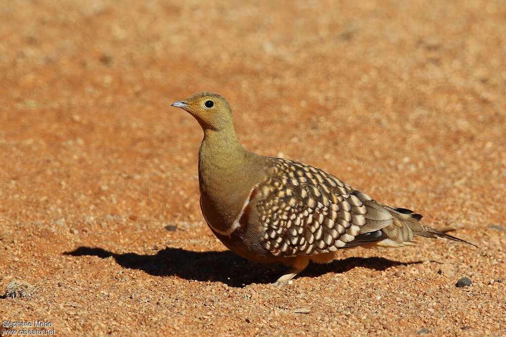 Namaqua Sandgrouse male adult, identification