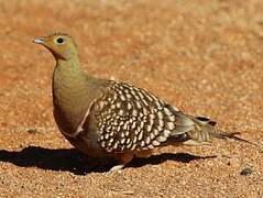 Namaqua Sandgrouse