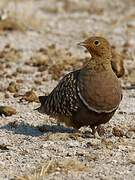 Namaqua Sandgrouse