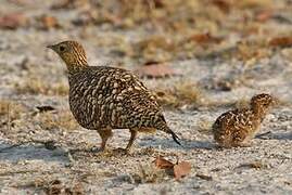 Namaqua Sandgrouse