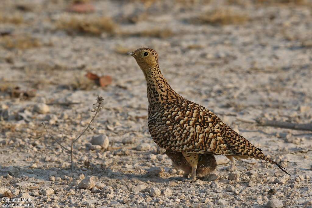 Namaqua Sandgrouse, Reproduction-nesting