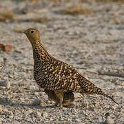 Namaqua Sandgrouse