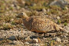 Black-bellied Sandgrouse