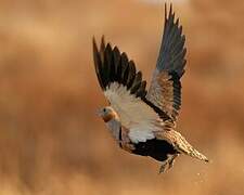 Black-bellied Sandgrouse