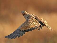 Black-bellied Sandgrouse