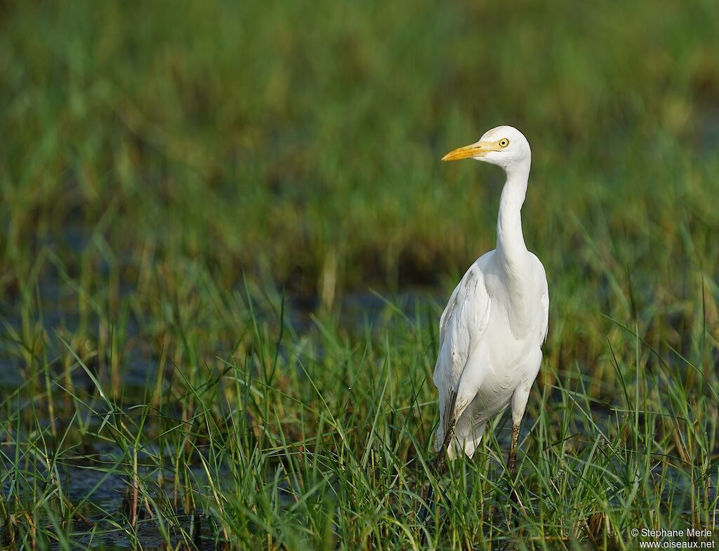 Eastern Cattle Egretadult