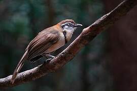 Lesser Necklaced Laughingthrush