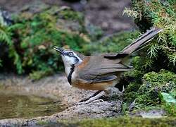 Lesser Necklaced Laughingthrush