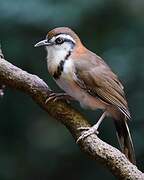 Lesser Necklaced Laughingthrush