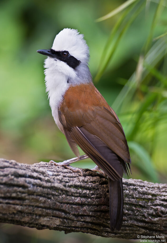 White-crested Laughingthrushadult