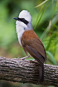 White-crested Laughingthrush