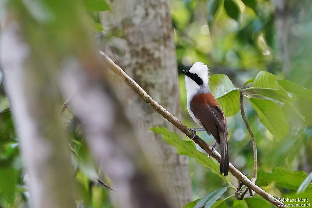 White-crested Laughingthrushadult