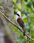 White-crested Laughingthrush