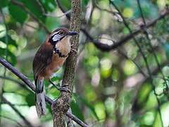 Greater Necklaced Laughingthrush