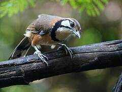 Greater Necklaced Laughingthrush