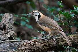 Greater Necklaced Laughingthrush