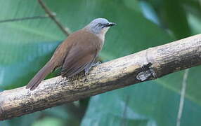 Ashy-headed Laughingthrush