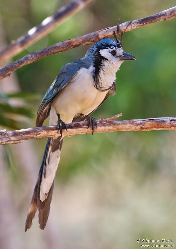 White-throated Magpie-Jayadult