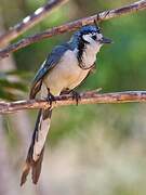 White-throated Magpie-Jay