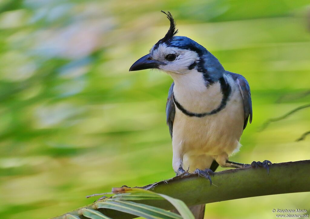 White-throated Magpie-Jayadult