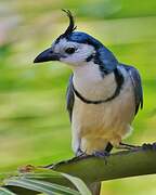 White-throated Magpie-Jay