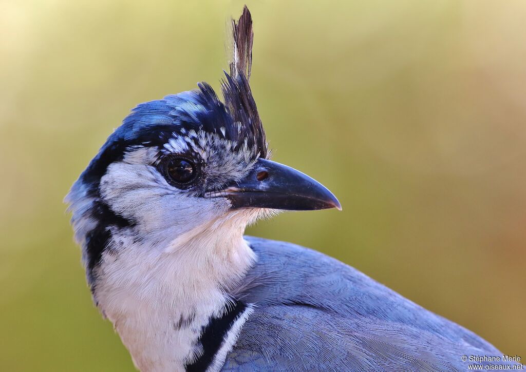 White-throated Magpie-Jay