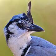 White-throated Magpie-Jay