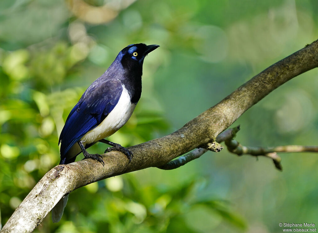 Geai à poitrine noireadulte